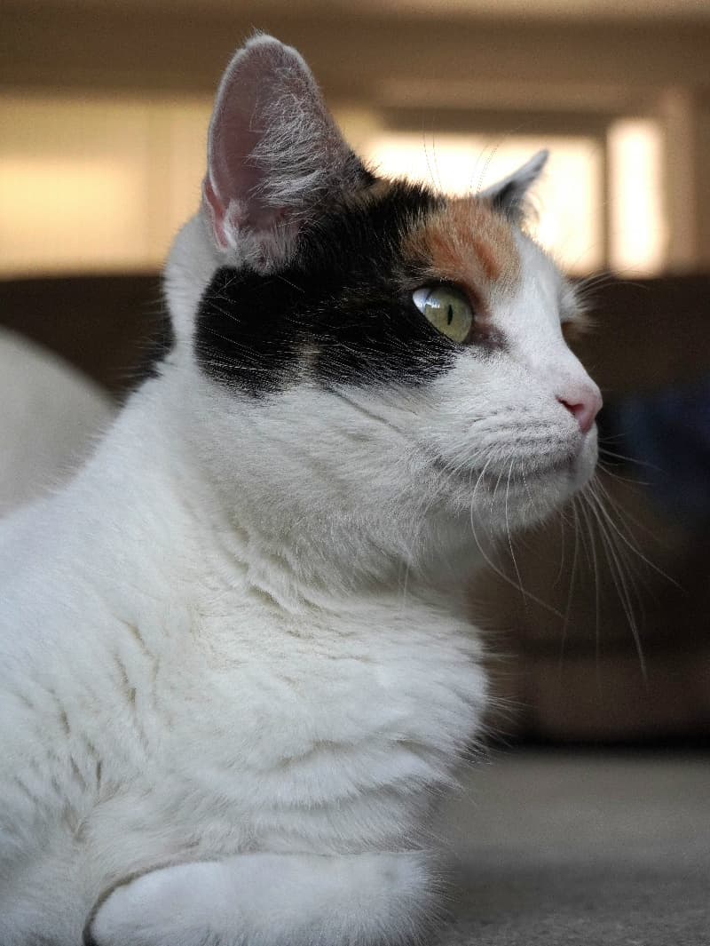A calico cat resting indoors in profile, backlit by warm window light
