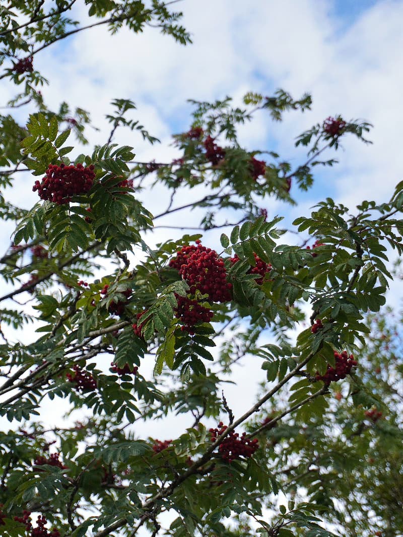Clusters of red rowan berries on a branch, shot from below against a bright, cloud-streaked sky