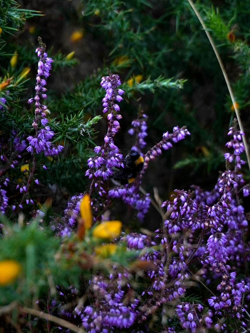 A bumblebee feeding on purple heather, with yellow gorse flowers in the shadows behind