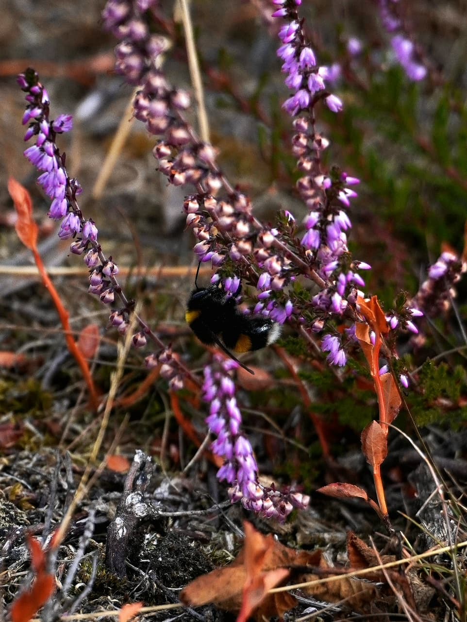 A white-tailed bumblebee hanging from a sprig of heather above the moorland floor