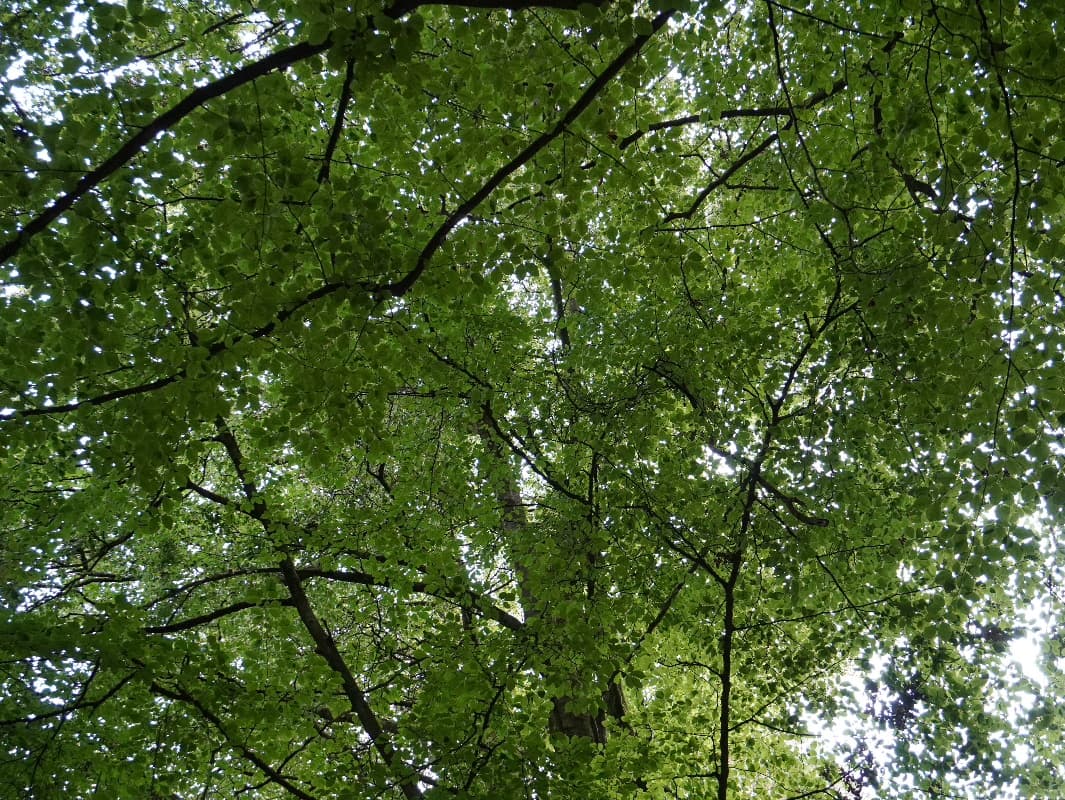 A dense beech canopy backlit by the sun, photographed looking straight up