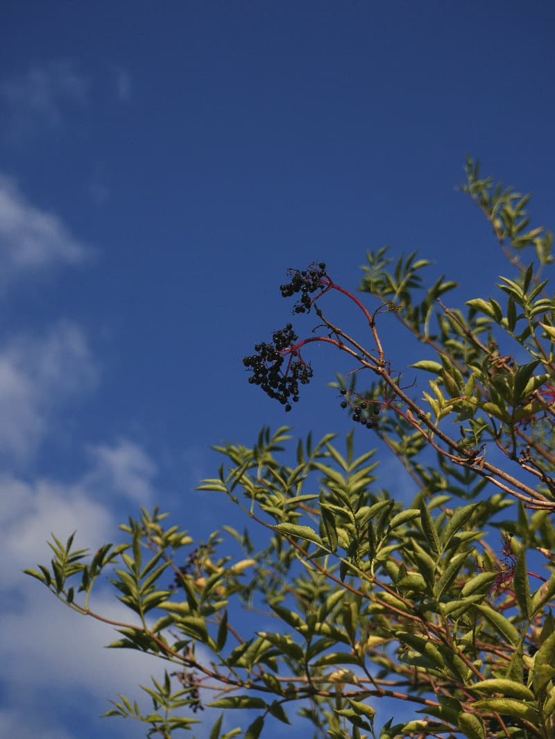 Ripe elderberries on red stems against a deep blue sky