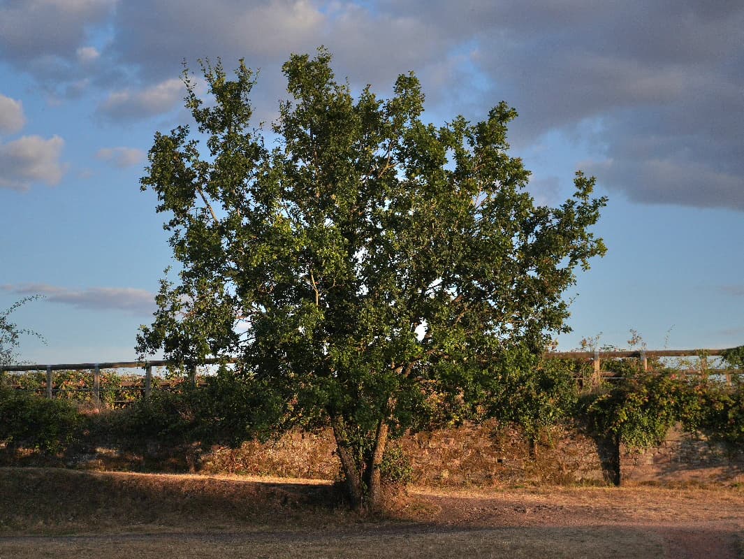 A lone tree in full leaf beside a dry stone wall, lit by low golden evening sunlight